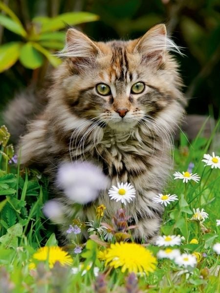 Produktbild: CALVENDO Puzzle Niedliches Maine Coon K&auml;tzchen in einer Fr&uuml;hlingswiese | 1000 Teile Lege-Gr&ouml;&szlig;e 64x48cm Foto-Puzzle f&uuml;r gl&uuml;ckliche Stunden