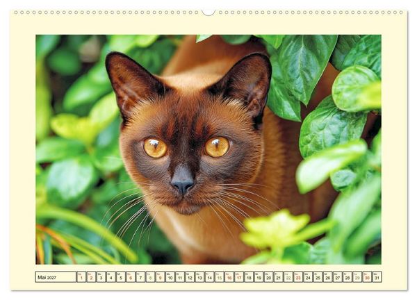Produktbild: Sch&ouml;ne Katzen. Beliebte Samtpfoten im Garten (hochwertiger Premium Wandkalender 2027 DIN A2 quer), Kunstdruck in Hochglanz