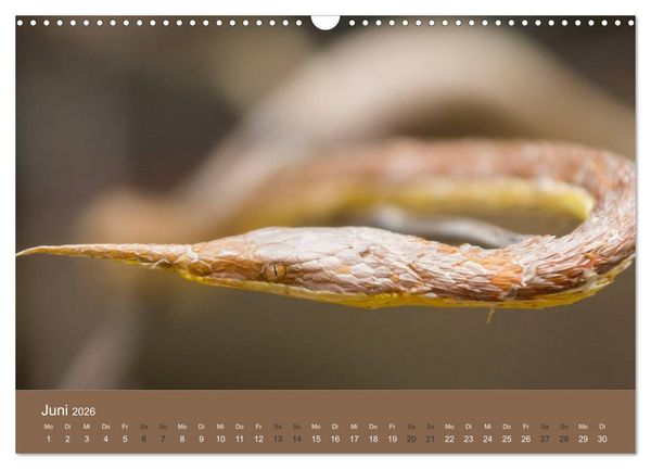 Produktbild: Madagaskars wundersame Tierwelt (Wandkalender 2026 DIN A3 quer), CALVENDO Monatskalender