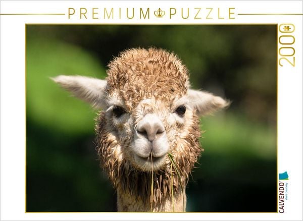 Produktbild: CALVENDO Puzzle Alpaka | 2000 Teile Lege-Gr&ouml;&szlig;e 90x67cm Foto-Puzzle f&uuml;r gl&uuml;ckliche Stunden