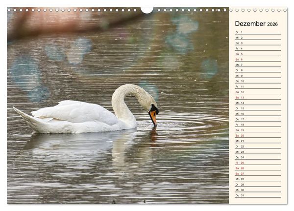 Produktbild: Schwanenzauber (Wandkalender 2026 DIN A3 quer), CALVENDO Monatskalender