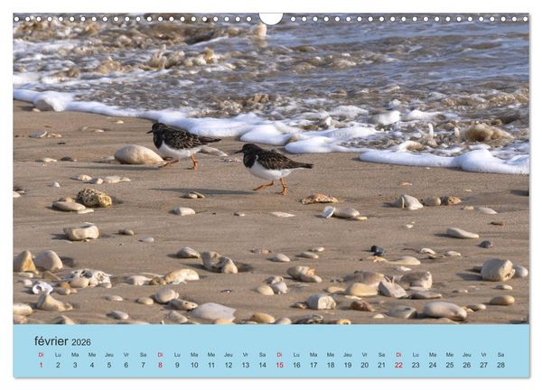 Produktbild: La Charente Maritime, des paysages entre terre et mer (Calendrier mural 2026 DIN A3 vertical), CALVENDO calendrier mensuel