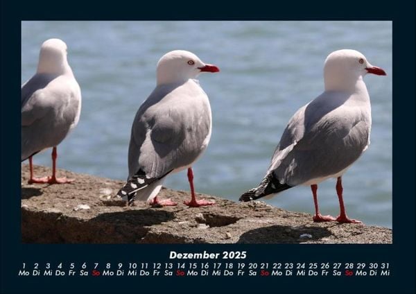 Produktbild: M&ouml;wen 2025 Fotokalender DIN A4