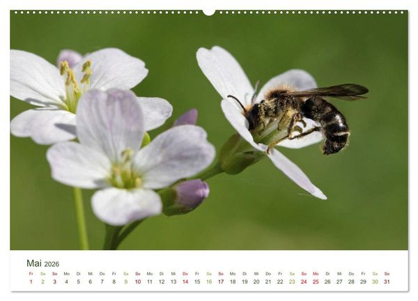 Produktbild: Wildbienen im Garten (hochwertiger Premium Wandkalender 2026 DIN A2 quer), Kunstdruck in Hochglanz