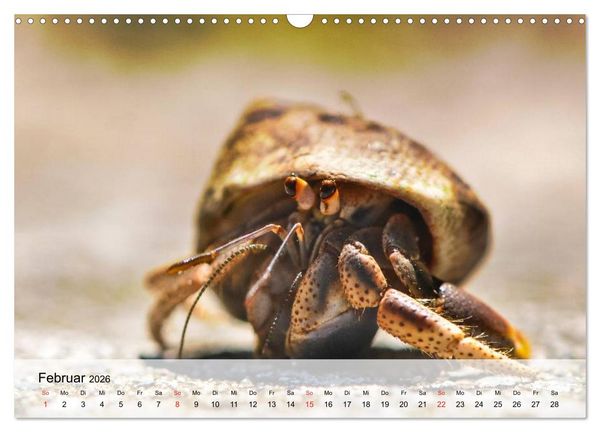 Produktbild: Krabben. Lustige Aliens (Wandkalender 2026 DIN A3 quer), CALVENDO Monatskalender