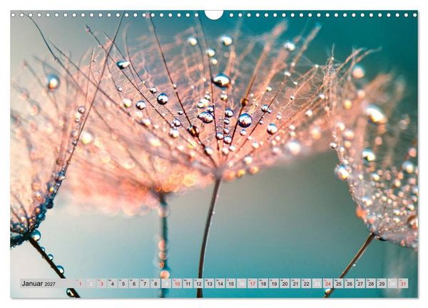 Produktbild: PusteblumenZauber (Wandkalender 2027 DIN A3 quer), CALVENDO Monatskalender