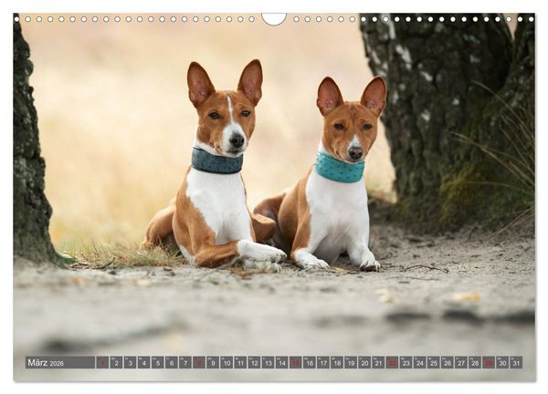 Produktbild: Eine Reise in die Welt der Basenjis (Wandkalender 2026 DIN A3 quer), CALVENDO Monatskalender