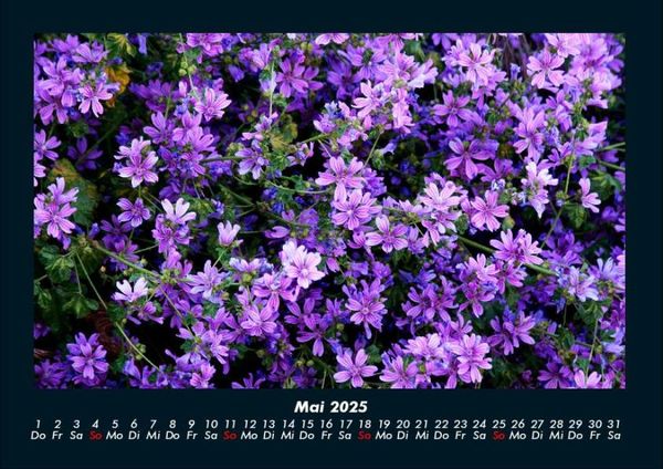 Produktbild: Blumentr&auml;ume 2025 Fotokalender DIN A4