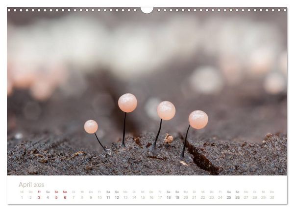 Produktbild: FASZINATION PILZE 2026 (Wandkalender 2026 DIN A3 quer), CALVENDO Monatskalender
