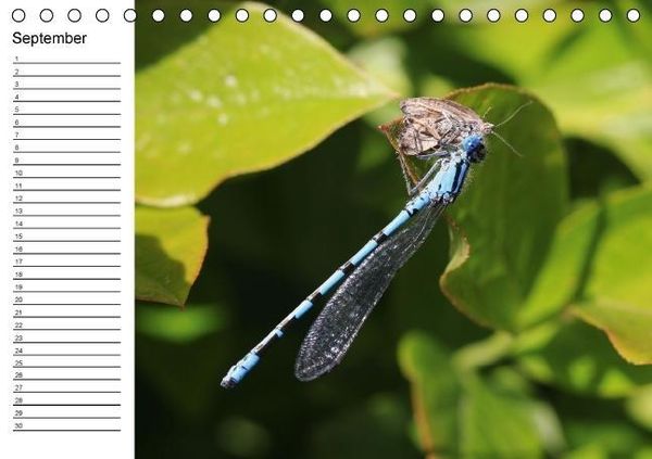 Produktbild: Libellen Geburtstagskalender (Tischkalender immerw&auml;hrend DIN A5 quer)