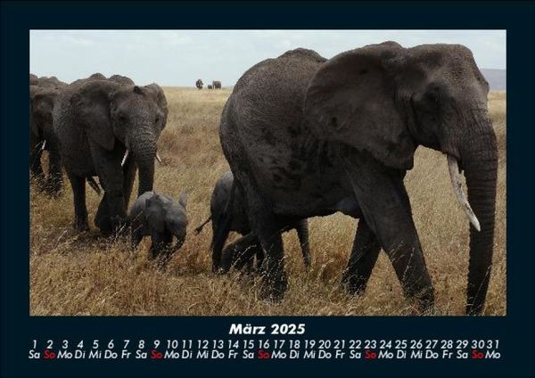 Produktbild: Elefanten 2025 Fotokalender DIN A5