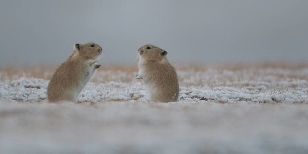 Produktbild: Der Schneeleopard