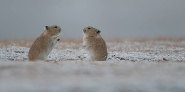 Produktbild: Der Schneeleopard