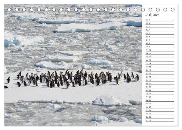 Produktbild: Pinguinliebe (Tischkalender 2026 DIN A5 quer), CALVENDO Monatskalender