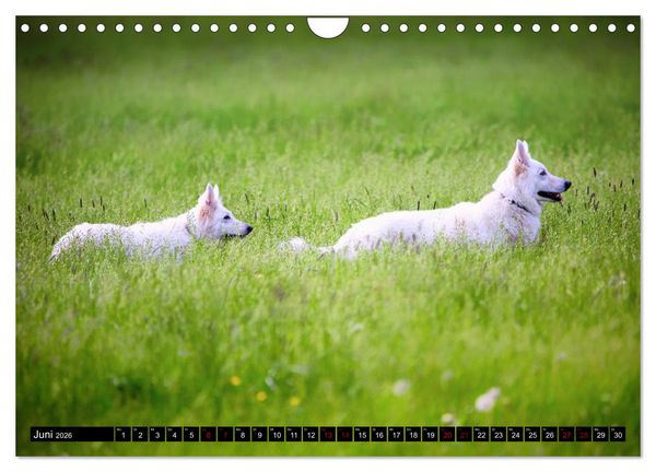 Produktbild: Wei&szlig;e Sch&auml;ferhunde in sch&ouml;nen Landschaften (Wandkalender 2026 DIN A4 quer), CALVENDO Monatskalender