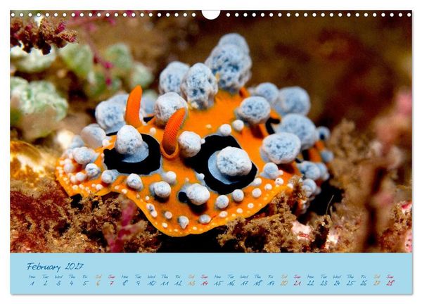 Produktbild: Sea Slugs - Little Wonders - Pure Beauties (Wall Calendar 2027 DIN A3 landscape), CALVENDO 12 Month Wall Calendar
