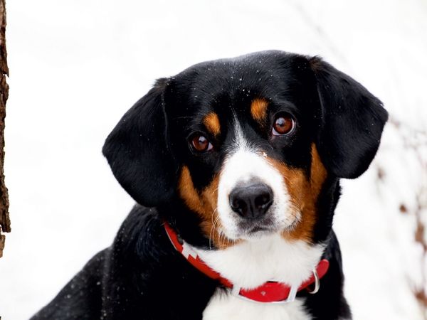 Produktbild: CALVENDO Puzzle Entlebucher Sennenhund | 1000 Teile Lege-Gr&ouml;&szlig;e 64 &times; 48 cm Foto-Puzzle f&uuml;r gl&uuml;ckliche Stunden