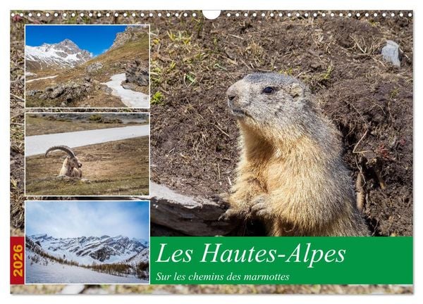 Les Hautes-Alpes sur les chemins des marmottes (Calendrier mural 2026 DIN A3 vertical), CALVENDO calendrier mensuel