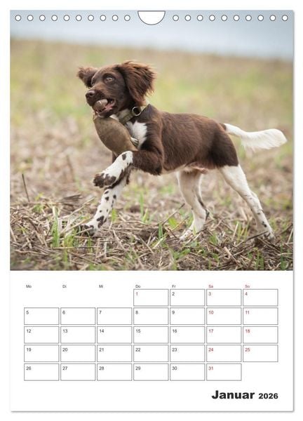 Produktbild: Geboren um zu Jagen. Der kleine M&uuml;nsterl&auml;nder (Wandkalender 2026 DIN A4 hoch), CALVENDO Monatskalender