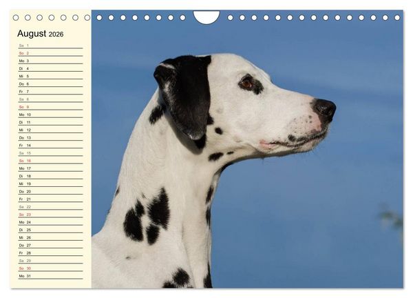 Produktbild: Auf den Punkt - Dalmatiner (Wandkalender 2026 DIN A4 quer), CALVENDO Monatskalender