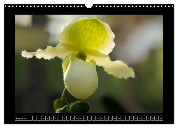 Produktbild: Frauenschuhe - die sch&ouml;nsten Orchideen der Welt (Wandkalender 2026 DIN A3 quer), CALVENDO Monatskalender
