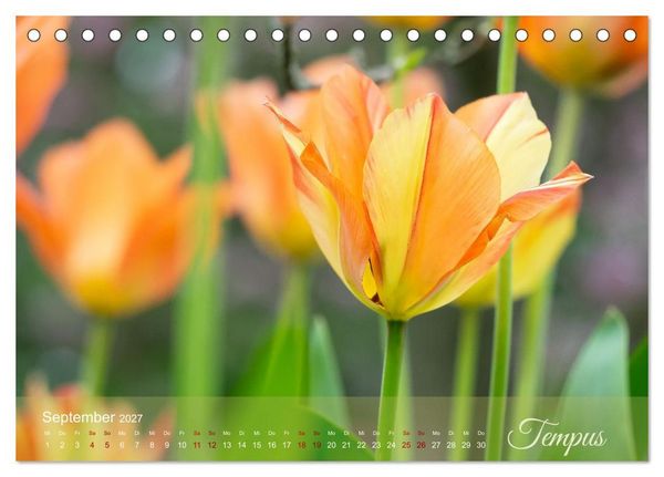 Produktbild: Tulipa et Verba &ndash; Tulpenbl&uuml;ten und stille W&ouml;rter (Tischkalender 2027 DIN A5 quer), CALVENDO Monatskalender