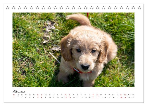 Produktbild: Mini Goldendoodle - Gl&uuml;ck ist ein Hund (Tischkalender 2026 DIN A5 quer), CALVENDO Monatskalender
