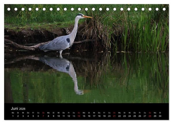 Produktbild: Aus dem Leben der Graureiher (Tischkalender 2026 DIN A5 quer), CALVENDO Monatskalender