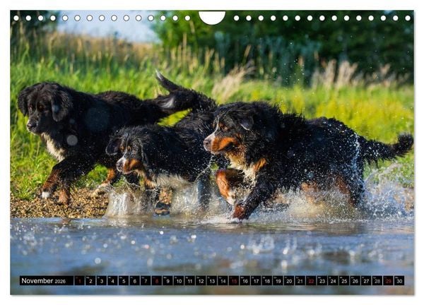 Produktbild: Berner Sennenhunde in Action (Wandkalender 2026 DIN A4 quer), CALVENDO Monatskalender
