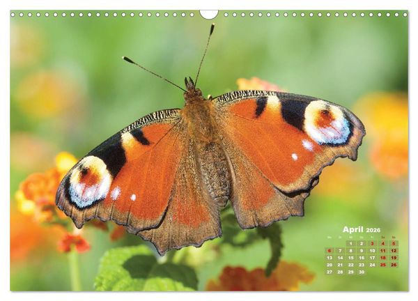 Produktbild: GEOclick Lernkalender: Portr&auml;ts einheimischer Schmetterlinge (Wandkalender 2026 DIN A3 quer), CALVENDO Monatskalender