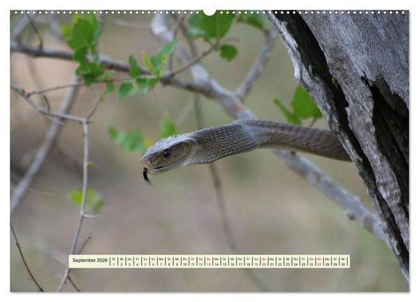 Produktbild: Reptilien des s&uuml;dlichen Afrikas (hochwertiger Premium Wandkalender 2026 DIN A2 quer), Kunstdruck in Hochglanz