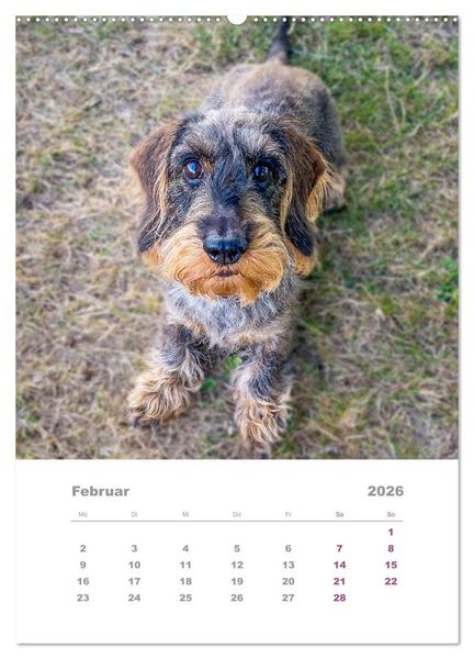 Produktbild: Dackel(augen)blicke (Wandkalender 2026 DIN A2 hoch), CALVENDO Monatskalender