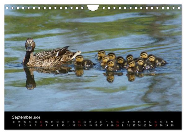Produktbild: Die Kinderstube der Wasserv&ouml;gel (Wandkalender 2026 DIN A4 quer), CALVENDO Monatskalender