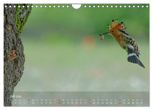 Produktbild: Wiedehopf (Wandkalender 2026 DIN A4 quer), CALVENDO Monatskalender