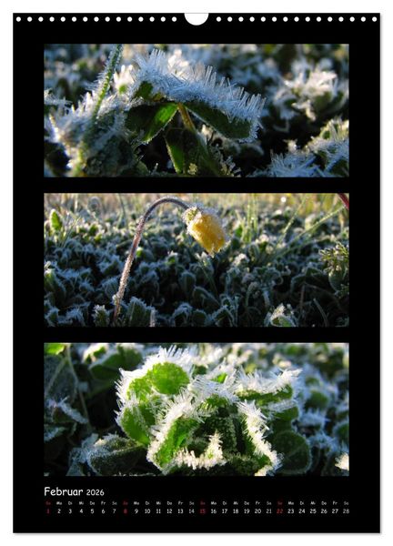 Produktbild: ZAUBERWELT DER BLUMEN - EISKRISTALLE & WASSERPERLEN (Wandkalender 2026 DIN A3 hoch), CALVENDO Monatskalender