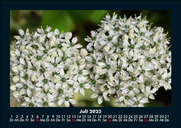 Produktbild: Blumenkalender 2025 Fotokalender DIN A5