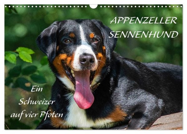 Appenzeller Sennenhund - Ein Schweizer auf 4 Pfoten (Wandkalender 2026 DIN A3 quer), CALVENDO Monatskalender