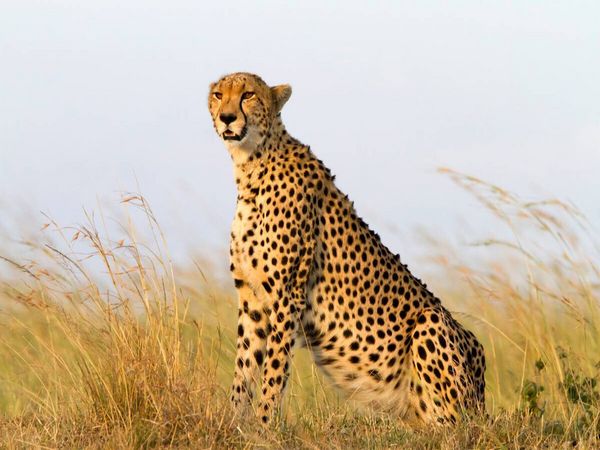 Produktbild: CALVENDO Puzzle Afrika: Gepard in der Masai Mara, Kenia | 1000 Teile Lege-Gr&ouml;&szlig;e 64x48cm Foto-Puzzle f&uuml;r gl&uuml;ckliche Stunden