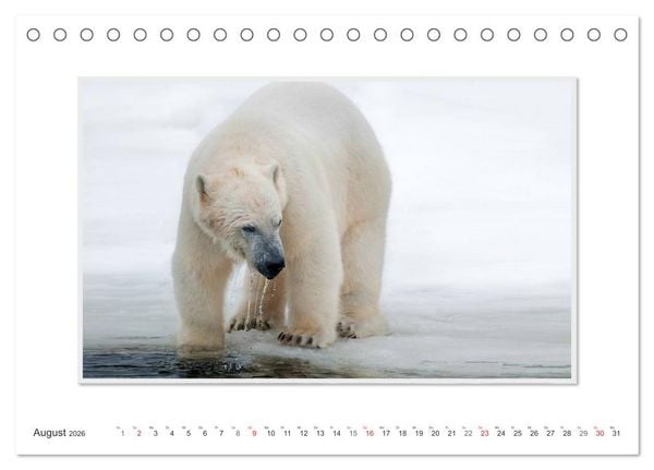 Produktbild: Emotionale Momente: Der Eisb&auml;r. (Tischkalender 2026 DIN A5 quer), CALVENDO Monatskalender