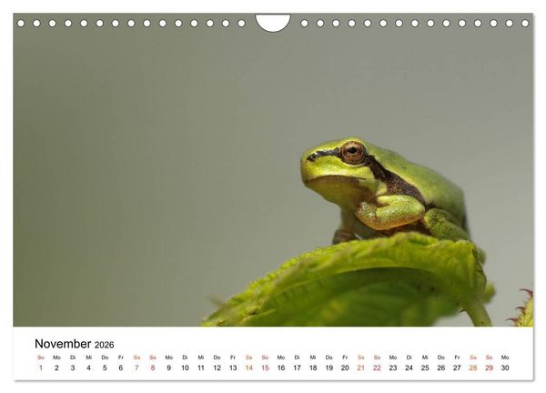 Produktbild: Besucher im Garten - Laubfr&ouml;sche (Wandkalender 2026 DIN A4 quer), CALVENDO Monatskalender
