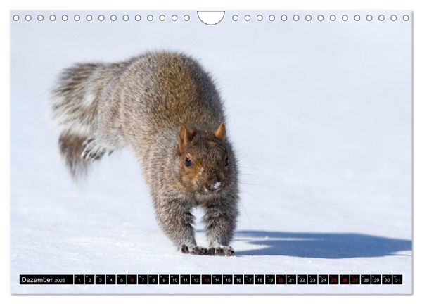 Produktbild: EICHH&Ouml;RNCHEN (Wandkalender 2026 DIN A4 quer), CALVENDO Monatskalender