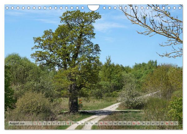 Produktbild: Der Hainich in Th&uuml;ringen - Weltnaturerbe (Wandkalender 2026 DIN A4 quer), CALVENDO Monatskalender