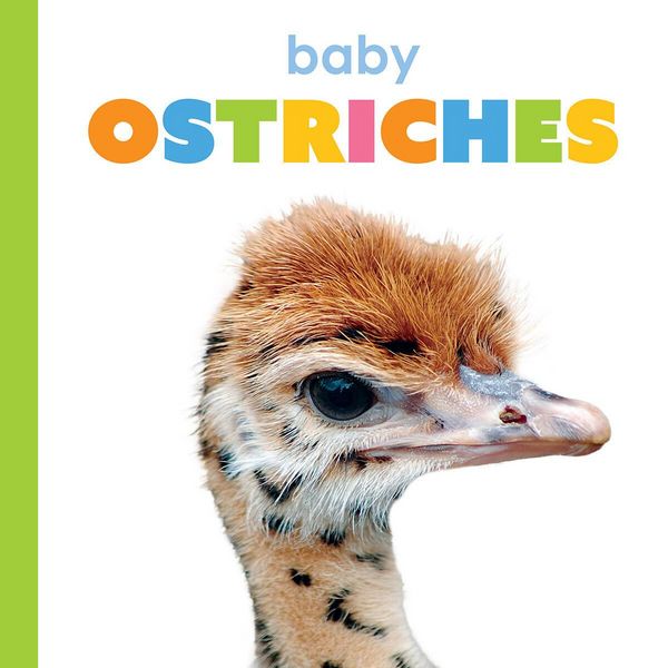 Produktbild: Baby Ostriches