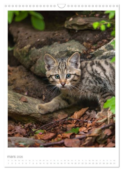Produktbild: Chats forestiers (Calendrier mural 2026 DIN A3 horizontal), CALVENDO calendrier mensuel