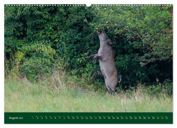 Produktbild: Wild Boars (High Quality Premium Wall Calendar 2027 DIN A2 landscape),CALVENDO 12 Month Wall Calendar