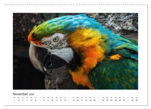 Produktbild: Kunterbunte Papageien und Sittiche (hochwertiger Premium Wandkalender 2026 DIN A2 quer), Kunstdruck in Hochglanz