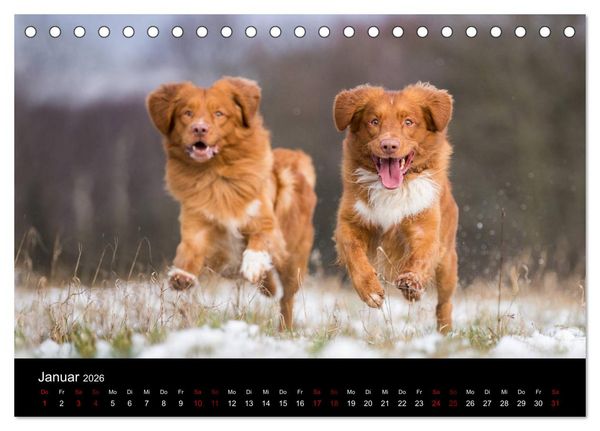 Produktbild: Toller - Nova Scotia Duck Tolling Retriever (Tischkalender 2026 DIN A5 quer), CALVENDO Monatskalender