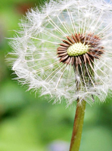 Produktbild: Pusteblume (Puzzle)