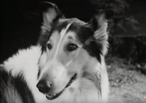 Produktbild: Lassie verschwindet
