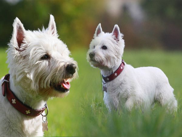 Produktbild: CALVENDO Puzzle West Highland White Terrier | 1000 Teile Lege-Gr&ouml;&szlig;e 64x48cm Foto-Puzzle f&uuml;r gl&uuml;ckliche Stunden